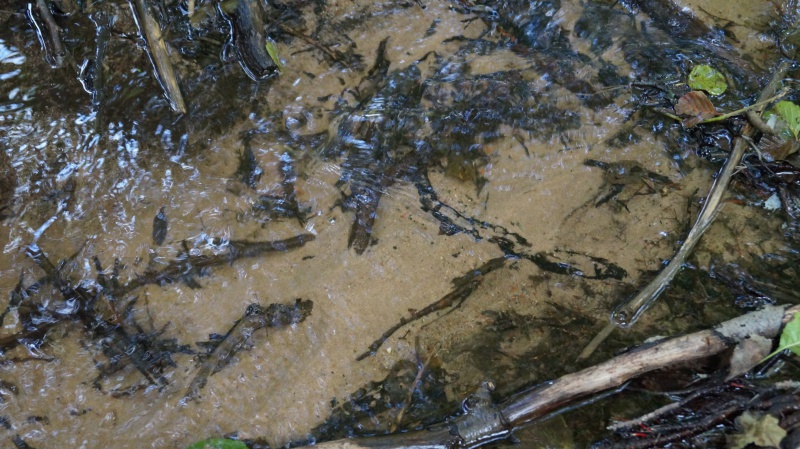 Datei:2015 Paddelteich (26).JPG