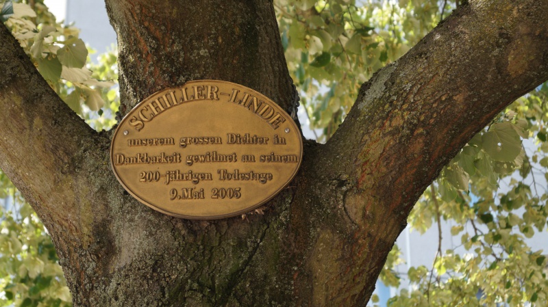 Datei:2015 Schiller-Linde (1).JPG