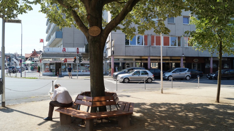 Datei:2015 Schiller-Linde (2).JPG