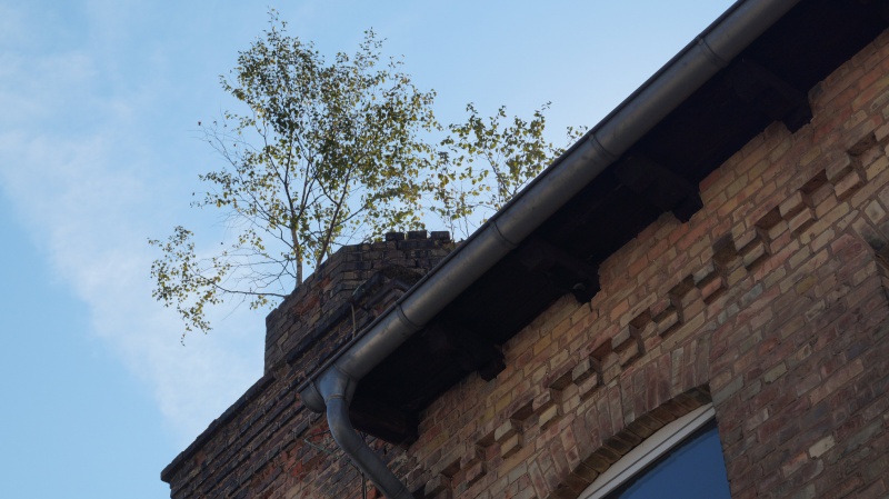 Datei:2015 Schafgasse (5).JPG