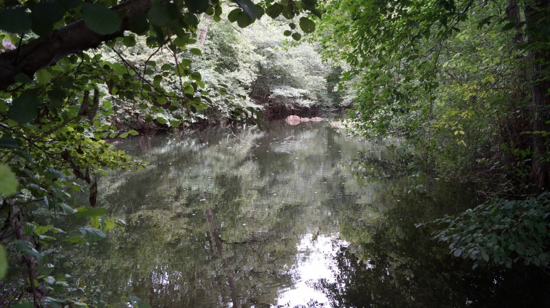 Datei:2015 Springmühlenteich (04).JPG