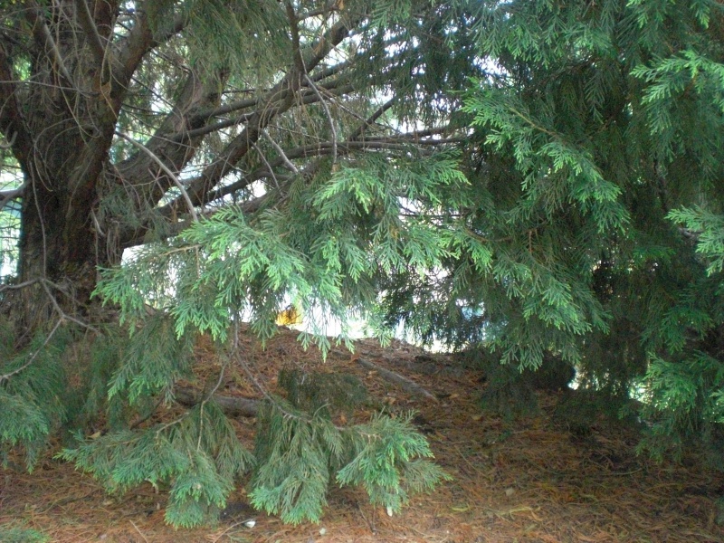 Datei:2008 Mörfelder 23 (3).JPG